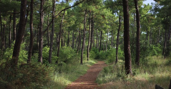 Marché dynamique, fiscalité avantageuse : la forêt attire de plus en plus d’investisseurs, malgré des revenus irréguliers.