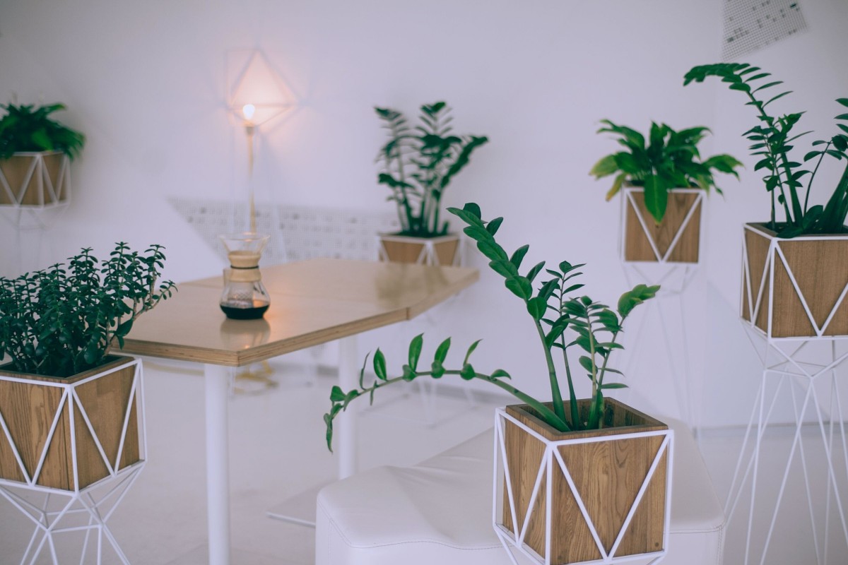 Les bienfaits des plantes d'intérieur : pourquoi elles ont toute leur place dans la maison