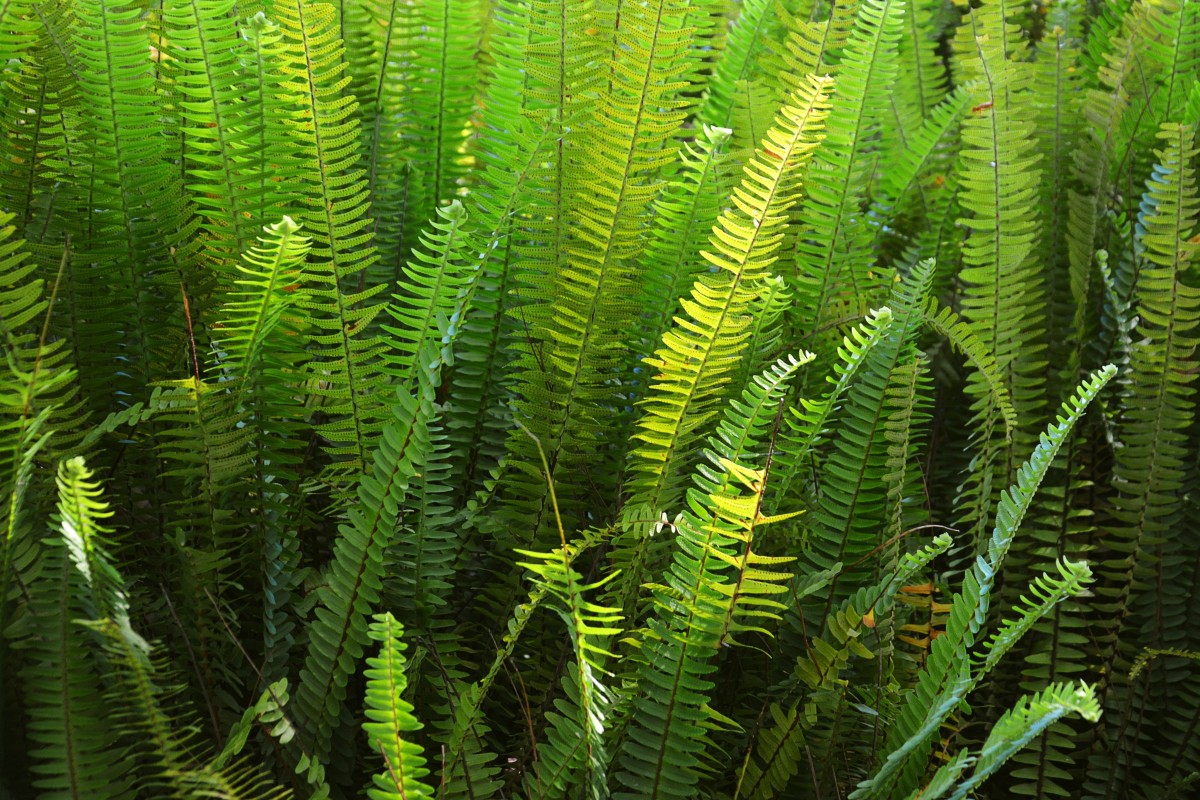 Les bienfaits des plantes d'intérieur : pourquoi elles ont toute leur place dans la maison