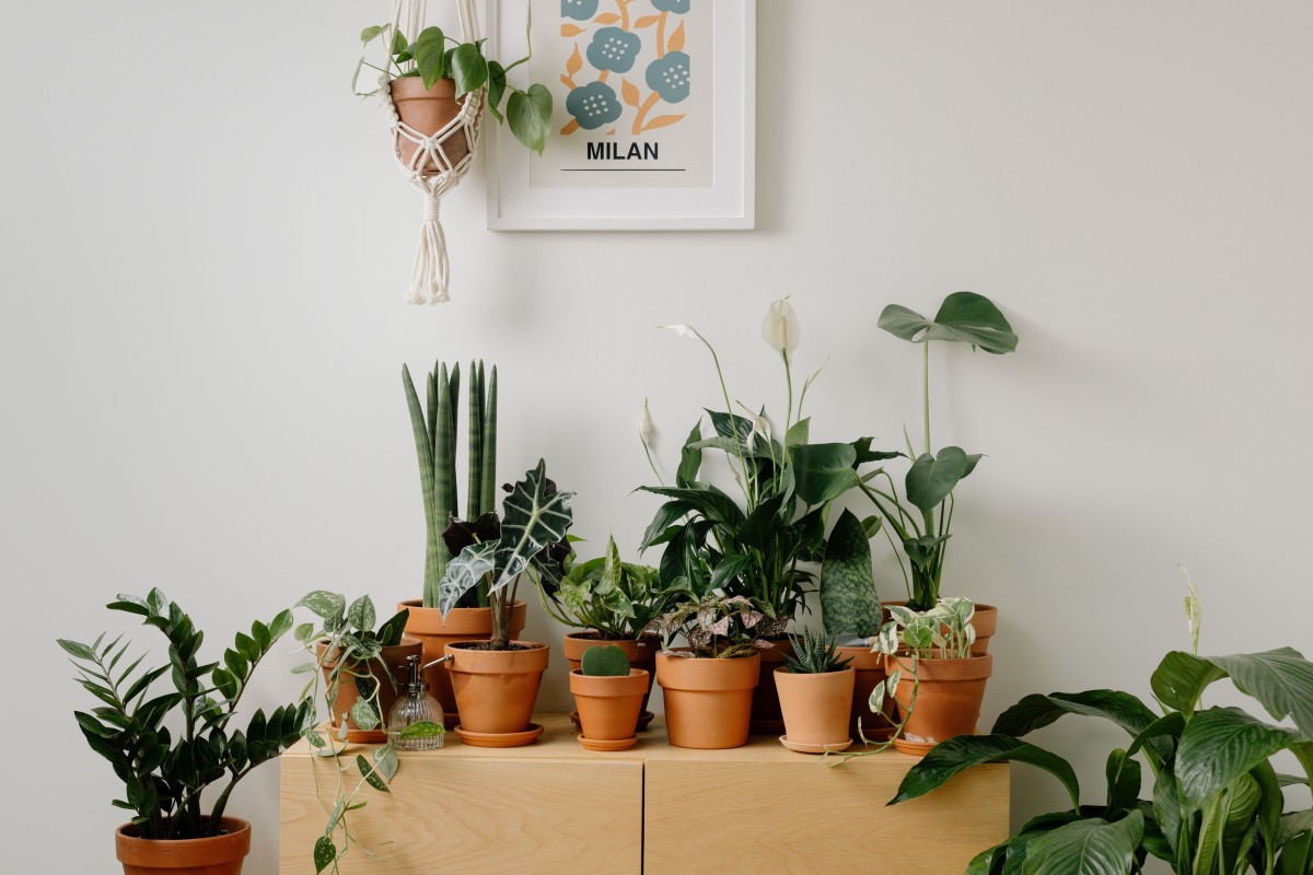 Les bienfaits des plantes d'intérieur : pourquoi elles ont toute leur place dans la maison