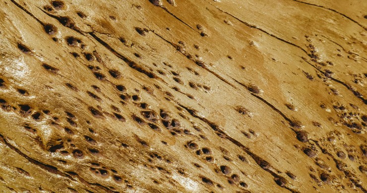 Vrillette de bois : les solutions efficaces pour s’en débarrasser 