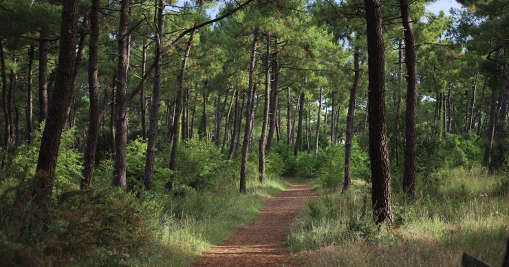 Marché dynamique, fiscalité avantageuse : la forêt attire de plus en plus d’investisseurs, malgré des revenus irréguliers.